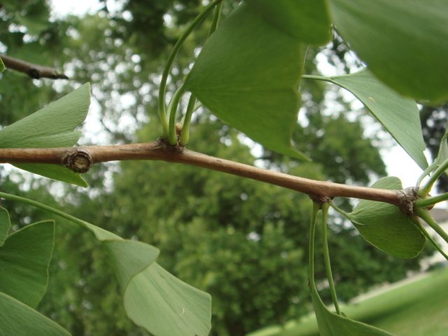 Ginkgo biloba rameau